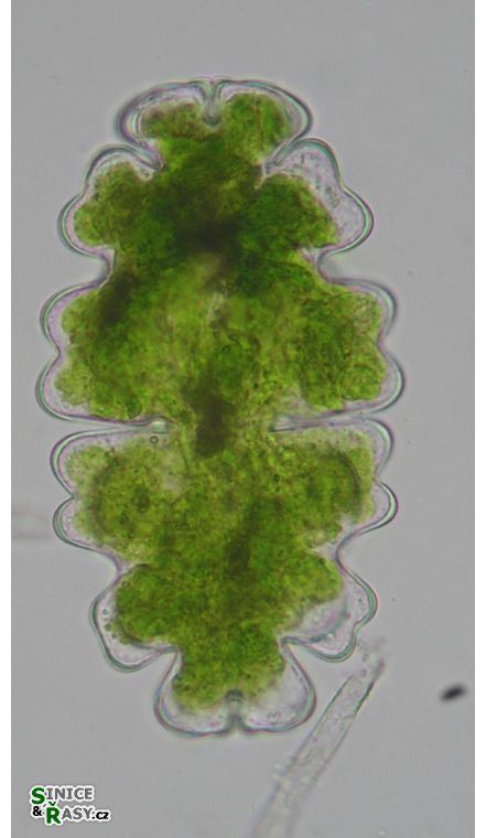 Euastrum oblongum