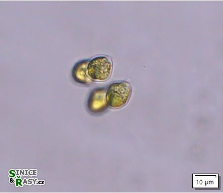 Tetrabaena socialis
