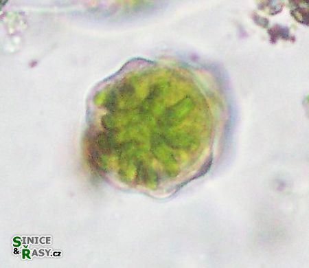 Staurastrum polonicum
