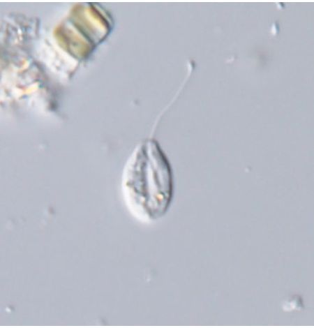 Notosolenus mediocanellatus