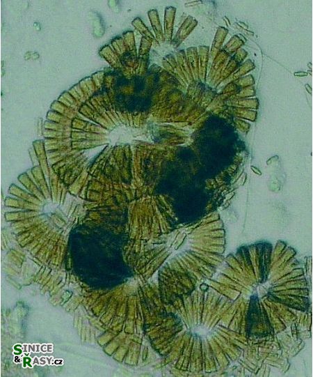 Meridion circulare