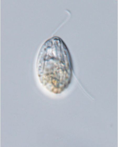 Entosiphon sulcatus