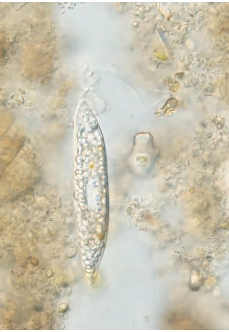Pseudoperanema pleururum