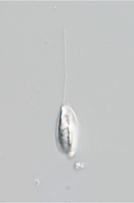 Notosolenus iurassicus