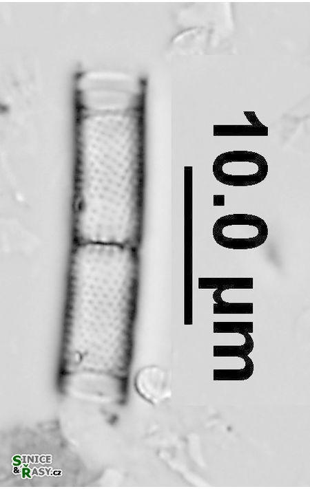 Aulacoseira ambigua
