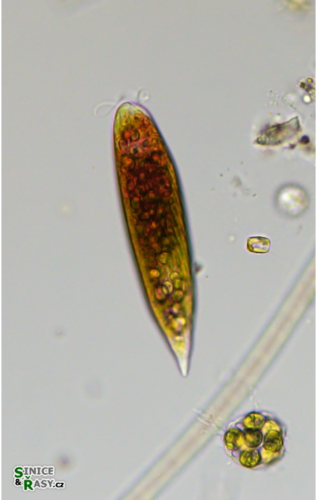Euglena sanguinea