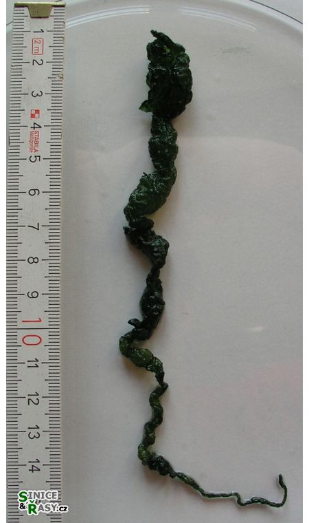 Ulva flexuosa