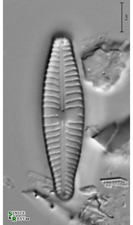 Gomphonema micropus
