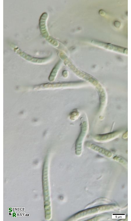 cf. Phormidesmis