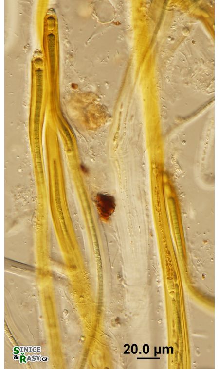 Dichothrix ledereri