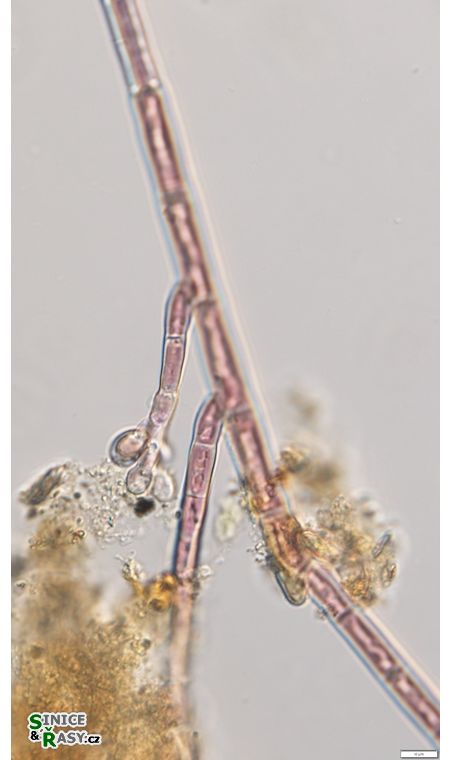 Audoinella hermanii