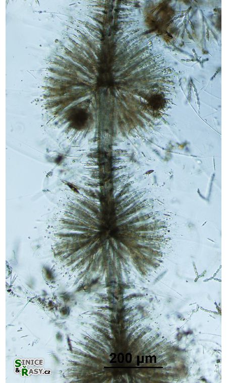 Batrachospermum turfosum