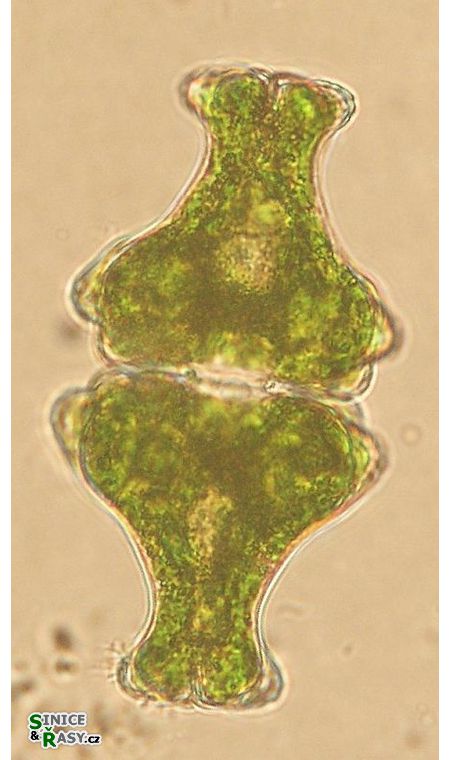 Euastrum insigne