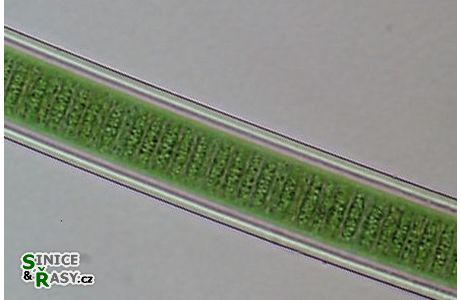 Lyngbya