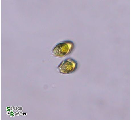 Tetrabaena socialis