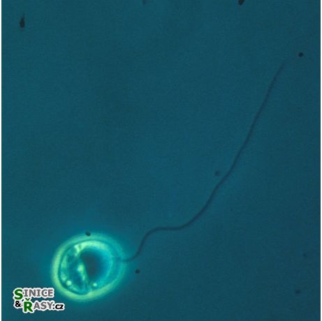 Noctiluca miliaris