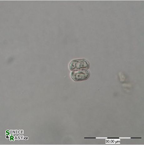 Cosmarium praecisum