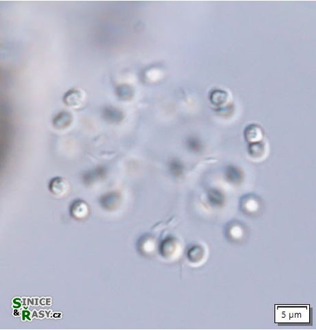 Snowella litoralis