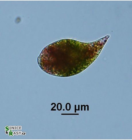 Euglena sanguinea