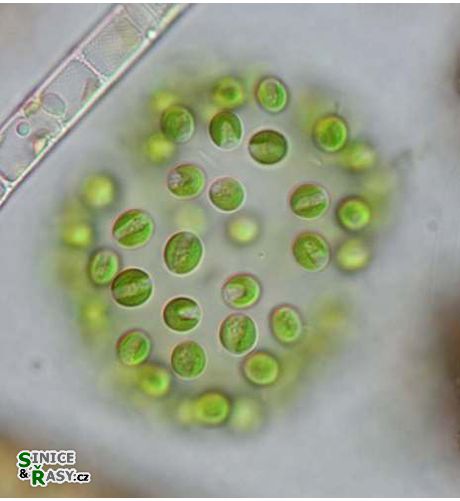 Dictyosphaerium cf. *ehrenbergianum*