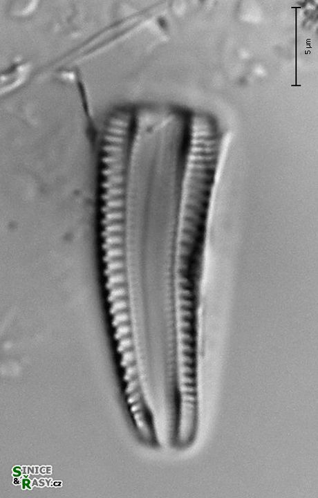 Rhoicosphenia abbreviata