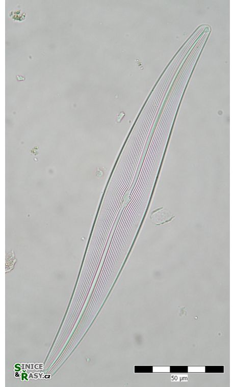 Gyrosigma attenuatum