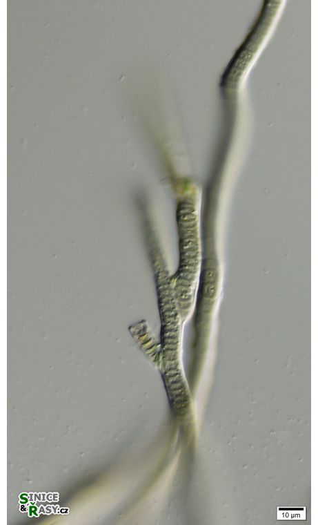cf. Scytonematopsis