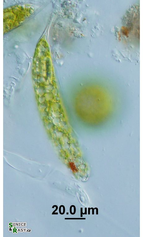 Lepocinclis oxyuris