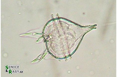 Protoperidinium diabolus