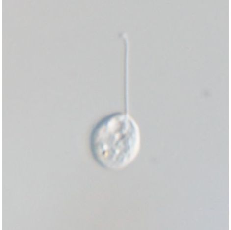 Notosolenus obliquus