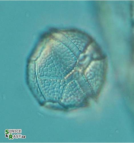 Peridinium willei