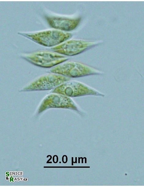 Tetradesmus obliquus