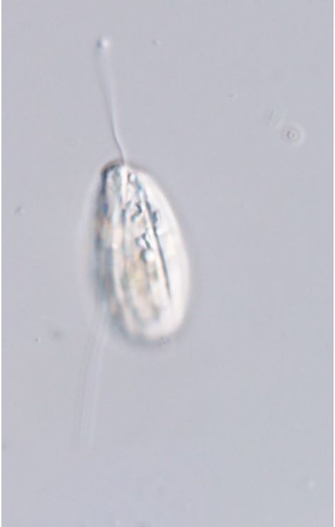 Entosiphon sulcatus