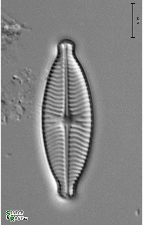 Geisleria decussis