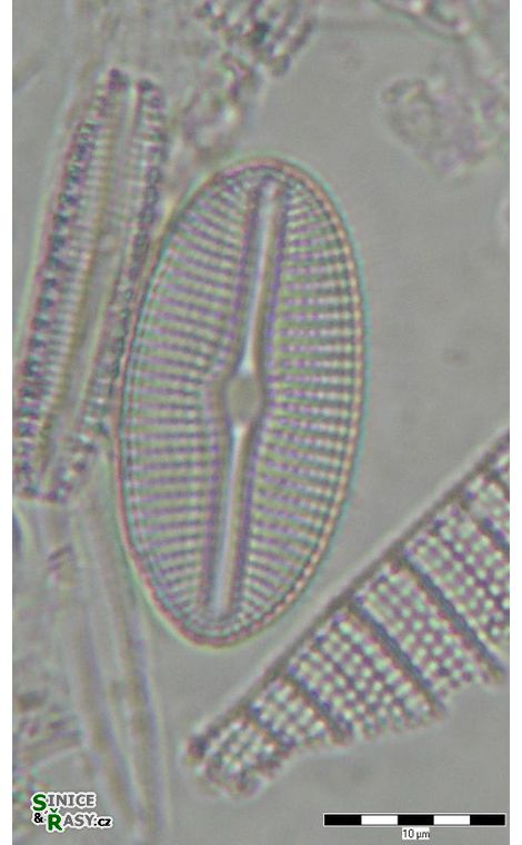 Diploneis