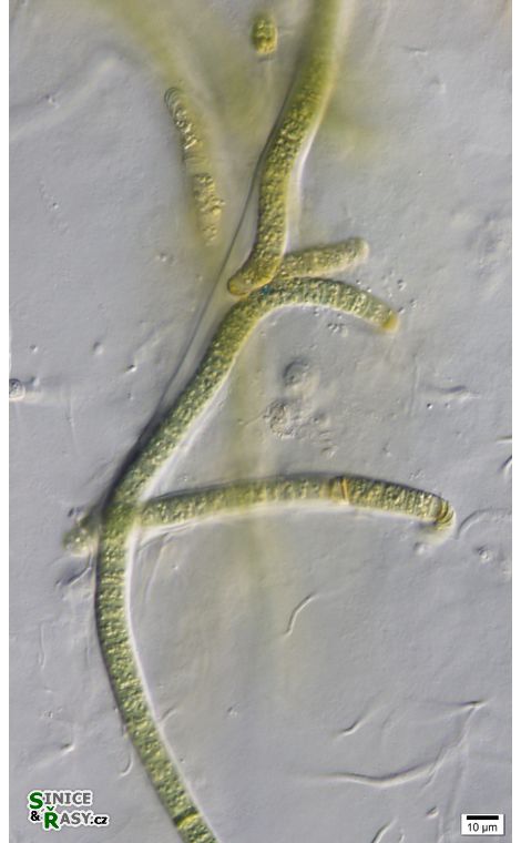 cf. Scytonematopsis