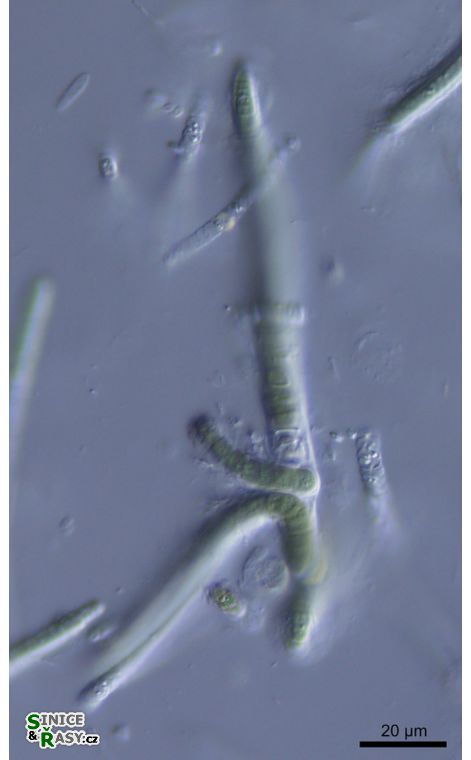 cf. Calothrix