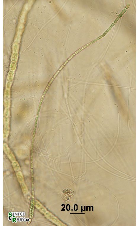 Cylindrospermum longisporum