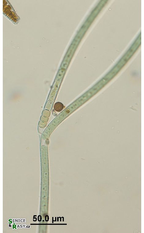 Tolypothrix tenuis