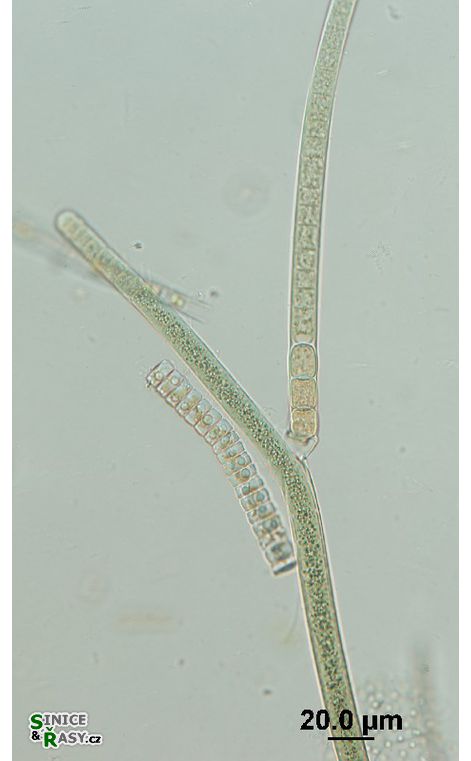Tolypothrix tenuis