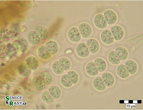 Merismopedia elegans