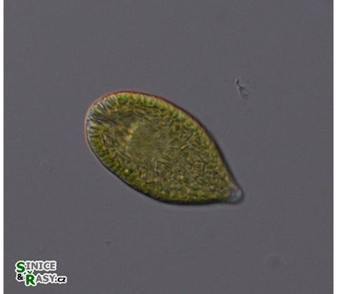 Gonyostomum semen
