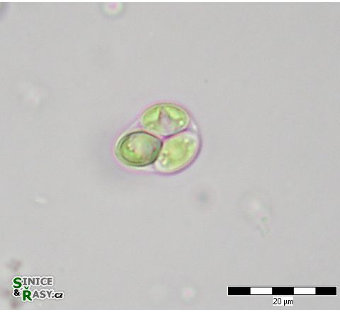 Oocystis