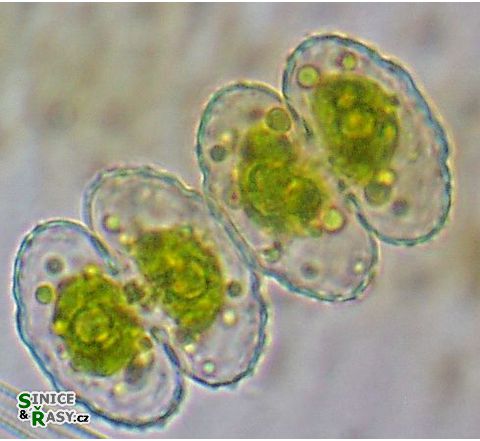 Cosmarium ornatum