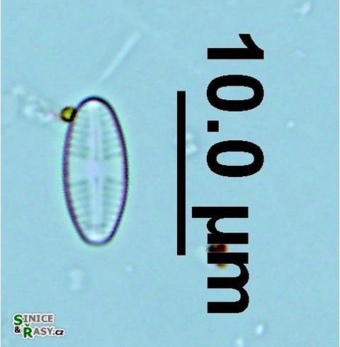 Sellaphora minima