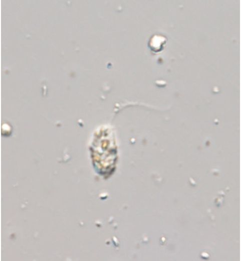 Petalomonas prototheca