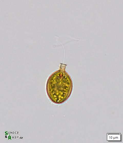 Trachelomonas planctonica