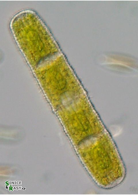 Penium margaritaceum