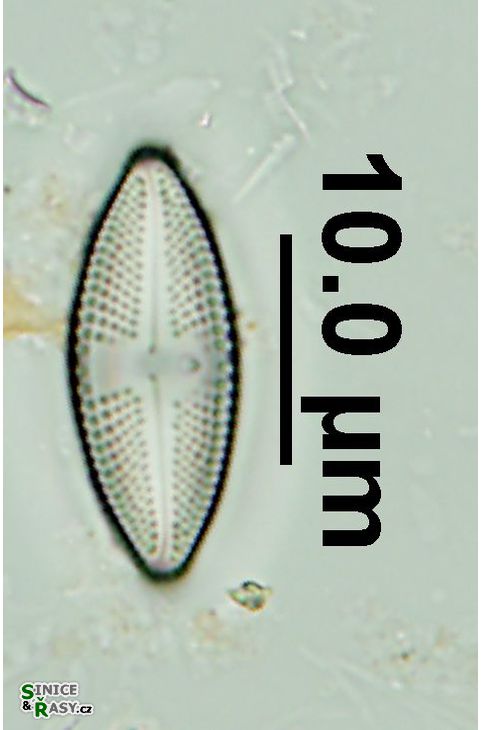 Luticola goeppertiana