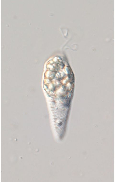 Distigma striato-granulatum